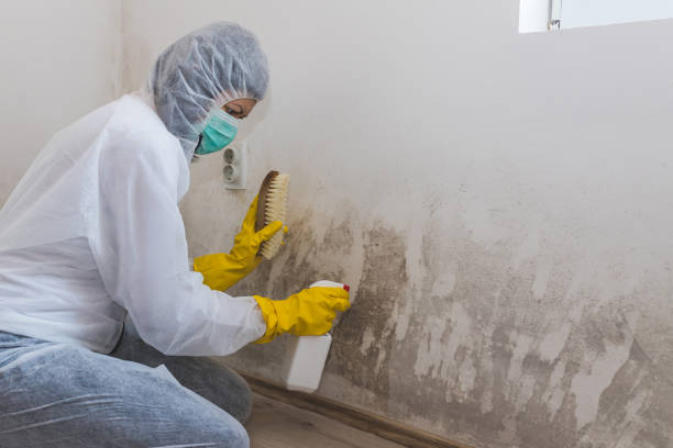 Best Same-Day Mold Removal  in Sistersville, WV