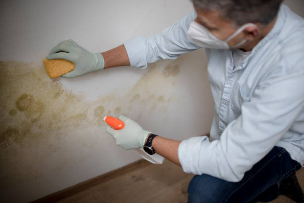 Trusted Sistersville, WV Mold Removal Experts