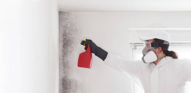 Mold Removal Process in Sistersville, WV