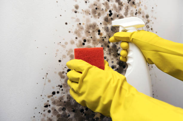 Best Mold Removal Company Near Me  in Sistersville, WV