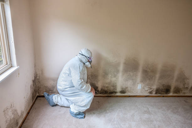 Best Crawl Space Mold Removal  in Sistersville, WV