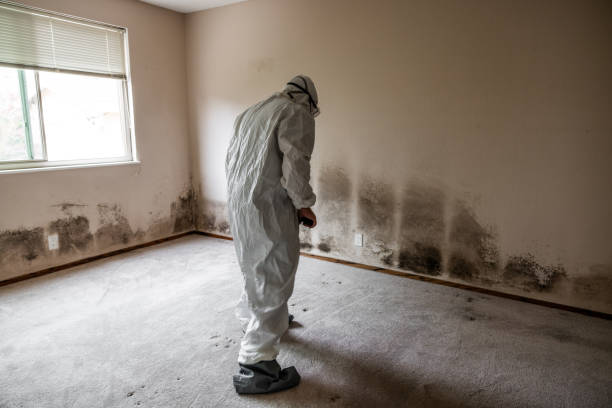 Best Toxic Mold Removal  in Sistersville, WV