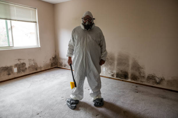 Best Mold Removal Near Me  in Sistersville, WV